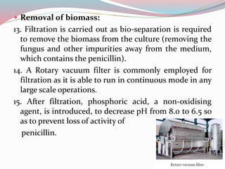  Removal of biomass:
13. Filtration is carried out as bio-separation is required
to remove the biomass from the culture (removing the
fungus and other impurities away from the medium,
which contains the penicillin).
14. A Rotary vacuum filter is commonly employed for
filtration as it is able to run in continuous mode in any
large scale operations.
15. After filtration, phosphoric acid, a non-oxidising
agent, is introduced, to decrease pH from 8.0 to 6.5 so
as to prevent loss of activity of
penicillin.
 