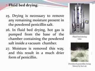  Fluid bed drying:
25. Drying is necessary to remove
any remaining moisture present in
the powdered penicillin salt.
26. In fluid bed drying, hot gas is
pumped from the base of the
chamber containing the powdered
salt inside a vacuum chamber.
27. Moisture is removed this way,
and this result in a much drier
form of penicillin.
 