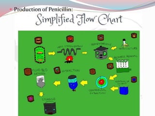  Production of Penicillin:
 