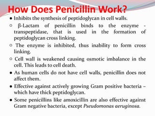 How Does Penicillin Work?
● Inhibits the synthesis of peptidoglycan in cell walls.
○ β-Lactam of penicillin binds to the enzyme -
transpeptidase, that is used in the formation of
peptidoglycan cross linking.
○ The enzyme is inhibited, thus inability to form cross
linking.
○ Cell wall is weakened causing osmotic imbalance in the
cell. This leads to cell death.
● As human cells do not have cell walls, penicillin does not
affect them.
● Effective against actively growing Gram positive bacteria –
which have thick peptidoglycan.
● Some penicillins like amoxicillin are also effective against
Gram negative bacteria, except Pseudomonas aeruginosa.
 
