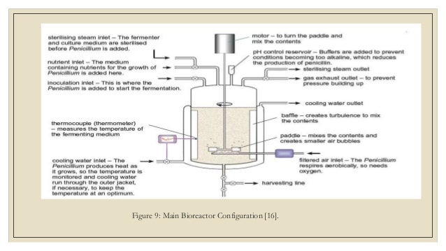 Fed-Batch fermentation for the Production of penicillin G from Penici…