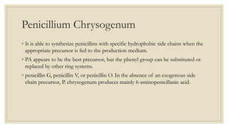 Penicillium Chrysogenum
◦ It is able to synthesize penicillins with specific hydrophobic side chains when the
appropriate precursor is fed to the production medium.
◦ PA appears to be the best precursor, but the phenyl group can be substituted or
replaced by other ring systems.
◦ penicillin G, penicillin V, or penicillin O. In the absence of an exogenous side
chain precursor, P. chrysogenum produces mainly 6-aminopenicillanic acid.
 