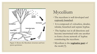 Myceilium
◦ The mycelium is well developed and
copiously branched.
◦ It is composed of colourless, slender,
tubular, branched and septate hyphae.
◦ The hyphae run in all directions and
become intertwined with one another
to form a loose network of hyphae
constituting the mycelium.
◦ Myceilium is the vegitative part of
the mold [7].
Figure 5: Shows the Mycelium structure and how
spores germinate.
 