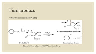 Final product.
◦ Benzylpenicillin (Penicillin G)[15].
Figure 8: Biosynthesis of 6(APA) to Penicillin g.
 
