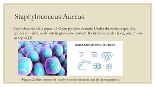 Staphylococcus Aureus
◦ Staphylococcus is a genus of Gram-positive bacteria. Under the microscope, they
appear spherical, and form in grape-like clusters. It can cause scarlet fever, pneumonia
or sepsis [3].
Figure 2: illustrations of staphylococci bacteria and its arrangement.
 