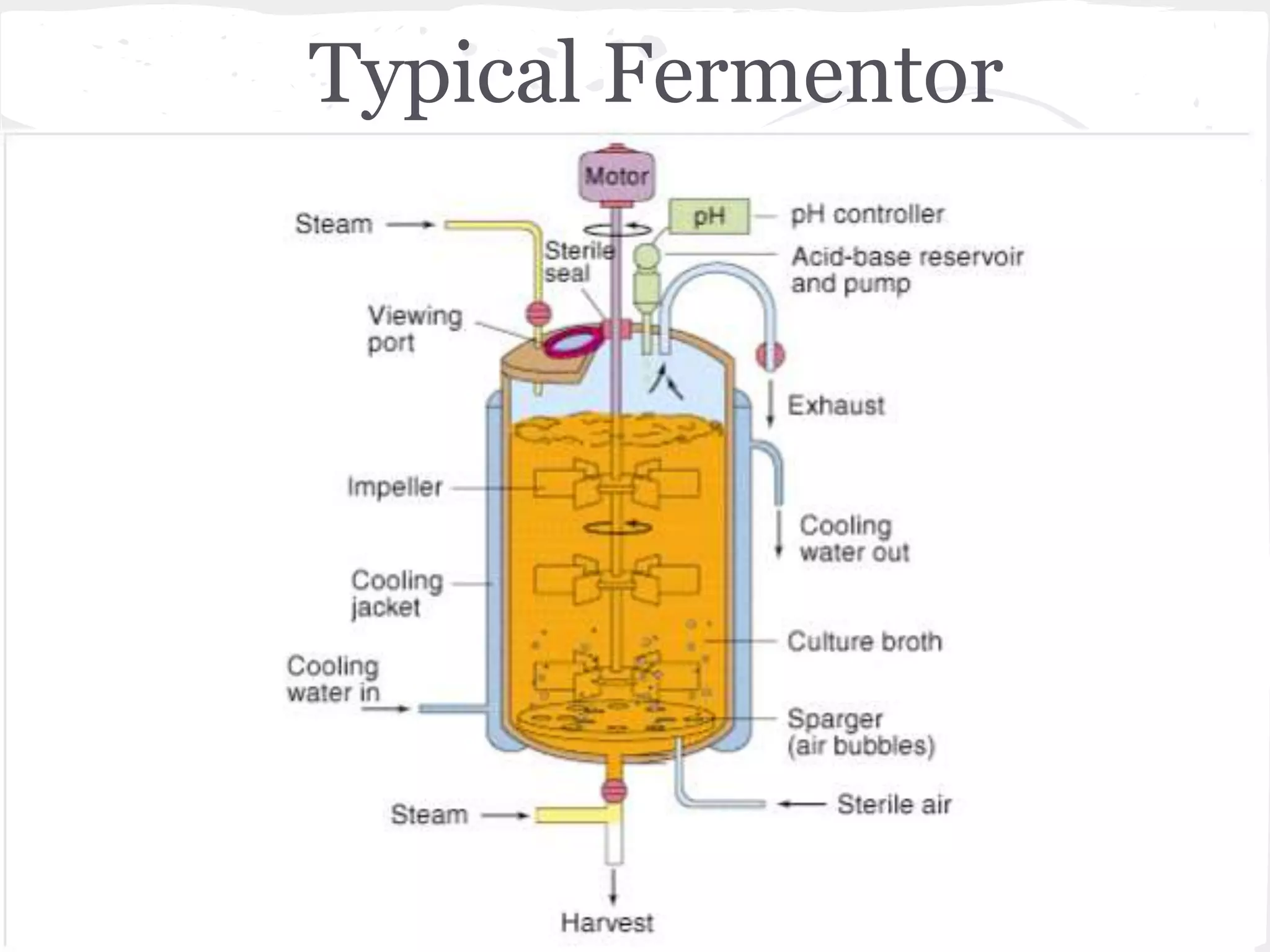 Typical Fermentor
 