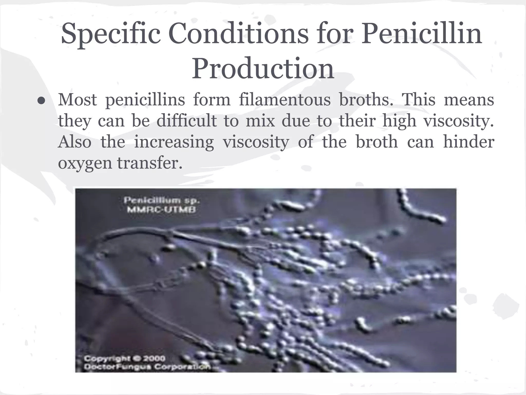Specific Conditions for Penicillin
Production
● Most penicillins form filamentous broths. This means
they can be difficult to mix due to their high viscosity.
Also the increasing viscosity of the broth can hinder
oxygen transfer.
 