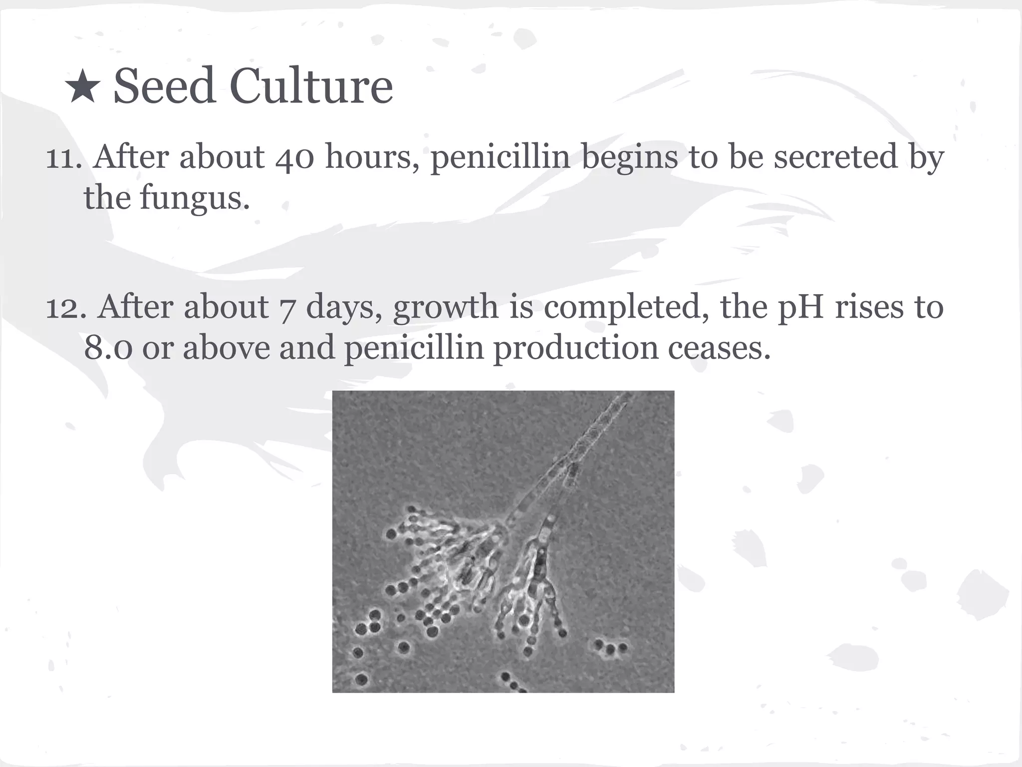 ★ Seed Culture
11. After about 40 hours, penicillin begins to be secreted by
the fungus.
12. After about 7 days, growth is completed, the pH rises to
8.0 or above and penicillin production ceases.
 
