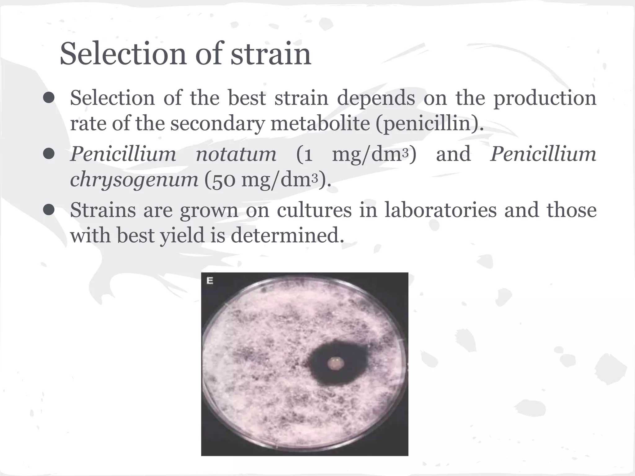 Selection of strain
● Selection of the best strain depends on the production
rate of the secondary metabolite (penicillin).
● Penicillium notatum (1 mg/dm3) and Penicillium
chrysogenum (50 mg/dm3).
● Strains are grown on cultures in laboratories and those
with best yield is determined.
 