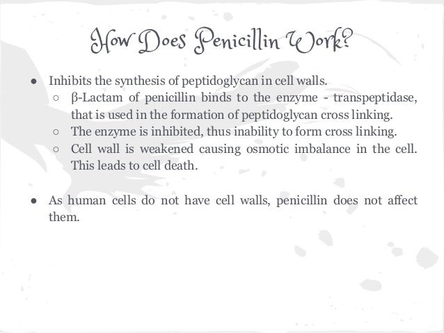 How long does it take for penicillin to take effect?