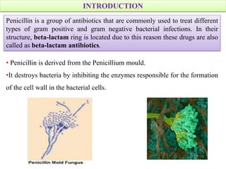 INTRODUCTION
• Penicillin is derived from the Penicillium mould.
•It destroys bacteria by inhibiting the enzymes responsible for the formation
of the cell wall in the bacterial cells.
Penicillin is a group of antibiotics that are commonly used to treat different
types of gram positive and gram negative bacterial infections. In their
structure, beta-lactam ring is located due to this reason these drugs are also
called as beta-lactam antibiotics.
 