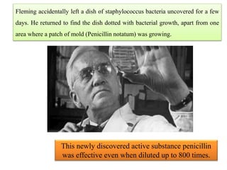 Fleming accidentally left a dish of staphylococcus bacteria uncovered for a few
days. He returned to find the dish dotted with bacterial growth, apart from one
area where a patch of mold (Penicillin notatum) was growing.
This newly discovered active substance penicillin
was effective even when diluted up to 800 times.
 