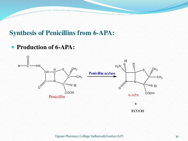 penicillins by dr panchumarthy