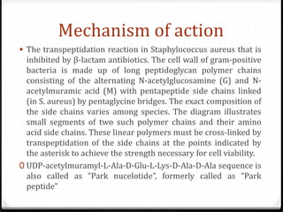 Mechanism of action
 The transpeptidation reaction in Staphylococcus aureus that is
inhibited by β-lactam antibiotics. The cell wall of gram-positive
bacteria is made up of long peptidoglycan polymer chains
consisting of the alternating N-acetylglucosamine (G) and N-
acetylmuramic acid (M) with pentapeptide side chains linked
(in S. aureus) by pentaglycine bridges. The exact composition of
the side chains varies among species. The diagram illustrates
small segments of two such polymer chains and their amino
acid side chains. These linear polymers must be cross-linked by
transpeptidation of the side chains at the points indicated by
the asterisk to achieve the strength necessary for cell viability.
0 UDP-acetylmuramyl-L-Ala-D-Glu-L-Lys-D-Ala-D-Ala sequence is
also called as “Park nucelotide”, formerly called as “Park
peptide”
 