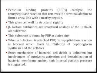 Penicillin binding proteins (PBPs) catalyze the
transpeptidase reaction that removes the terminal alanine to
form a cross link with a nearby peptide.
 This gives cell wall its structural rigidity
 β- lactam antibiotics are structural analogs of the D-ala-D-
ala substrate.
 This substrate is bound by PBP at active site
 When a β- lactam is attached PBP, transpeptidation reaction
is blocked which leads to inhibition of peptidoglycan
synthesis and the cell dies
 Exact mechanism of bacterial cell death is unknown but
involvement of autolysins activation and destabilization of
bacterial membrane against high internal osmotic pressure
is suggested.
 