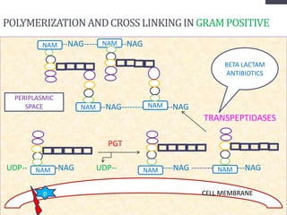 POLYMERIZATIONANDCROSSLINKINGINGRAM POSITIVE
--NAG----- --NAG
--NAG-------- --NAG
TRANSPEPTIDASES
PGT
UDP-- -NAG UDP-- -- ----NAG -------- ---NAG
CELL MEMBRANE
NAM
p
NAM NAM
NAMNAM
NAM
BETA LACTAM
ANTIBIOTICS
NAM
PERIPLASMIC
SPACE
 