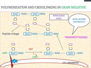 POLYMERISATIONANDCROSSLINKINGINGRAM NEGATIVE
CELL MEMBRANE
--NAG----- --NAG
Peptide linkage --NAG-------- --NAG
TRANSPEPTIDASES
PGT
UDP-- -NAG ----NAG -------- ---NAG
UDP--
CELL MEMBRANE
p
NAM NAM NAM
NAM NAM
NAM NAM
BETA LACTAM
ANTIBIOTICS
PERIPLASMIC
SPACE
 