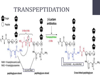 TRANSPEPTIDATION
GLYCINE
ly G A
ly G A ly G A
ly G A
GLYSINE- ALANINE
 