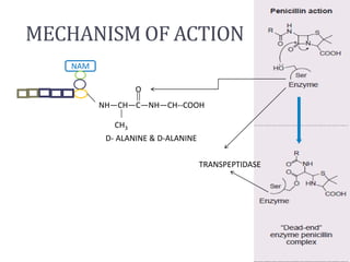 MECHANISM OF ACTION
NAM
NH—CH—C—NH—CH--COOH
CH3
O
D- ALANINE & D-ALANINE
TRANSPEPTIDASE
 