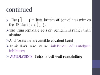 continued
 The ( ) in beta lactam of penicillin's mimics
the D-alanine ( ) .
The transpeptidase acts on penicillin's rather than
alanine
And forms an irreversible covalent bond
 Penicillin's also cause inhibition of Autolysin
inhibitors
 AUTOLYSIN’S helps in cell wall remodelling
 