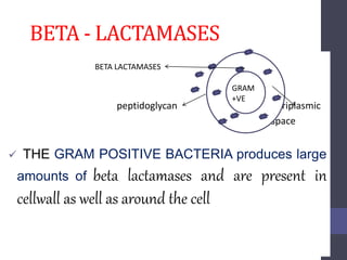 peptidoglycan periplasmic
space
 THE GRAM POSITIVE BACTERIA produces large
amounts of beta lactamases and are present in
cellwall as well as around the cell
BETA - LACTAMASES
GRAM
+VE
BETA LACTAMASES
 