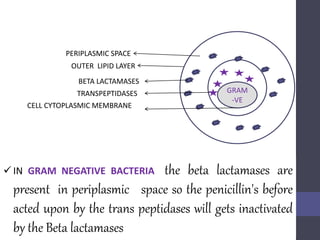 GRAM
-VE
PERIPLASMIC SPACE
BETA LACTAMASES
TRANSPEPTIDASES
OUTER LIPID LAYER
CELL CYTOPLASMIC MEMBRANE
 IN GRAM NEGATIVE BACTERIA the beta lactamases are
present in periplasmic space so the penicillin's before
acted upon by the trans peptidases will gets inactivated
by the Beta lactamases
 