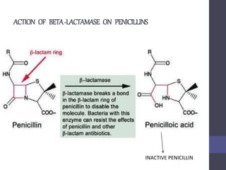 ACTION OF BETA-LACTAMASE ON PENICILLINS
INACTIVE PENICILLIN
 