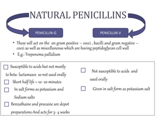 NATURAL PENICILLINS
• These will act on the on gram positive – cocci , bacilli and gram negative –
cocci as well as miscellaneous which are having peptidoglycan cell wall
• E.g.: Treponema pallidium
PENICILLIN-G PENICILLIN-V
Susceptible to acids but not mostly
to beta- lactamases so not used orally
Short half life = 10- 20 minutes
In salt forms as potassium and
Sodium salts
Benzathaine and procaine are depot
preparations And acts for 3- 4 weeks
Not susceptible to acids and
used orally
Given in salt form as potassium salt
 