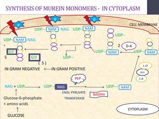 SYNTHESISOFMUREINMONOMERS- INCYTOPLASM
• UDP-- - NAG – NAG UDP---
UDP--
UDP-- -NAG
• 2
GLY UDP-- UDP---
5 GLY UDP--
( 5 )
IN GRAM NEGATIVE <----IN GRAM POSITIVE
NAG + UDP UDP--- UDP---
ENOL PYRUVATE
Glucose-6-phosphate TRANSFERASE
+ amino acids
GLUCOSE
NAG
PEP
NADPH
NAM
L-A
GLU
L-LY
NAM
D-A
NAM
CELL MEMBRANE
NAM
pp
NAM
p
NAM
CYTOPLASM
 