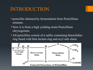 INTRODUCTION
penicillin obtained by fermentation from Penicillium
notatum.
Now it is from a high yielding strain Penicillium
chrysogenum.
All penicillins consist of a sulfur containing thiazolidine
ring fused with beta lactum ring and acyl side chain.
 