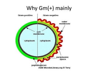 Why Gm(+) mainly
 