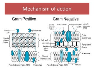 Mechanism of action
 