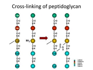 Cross-linking of peptidoglycan
 