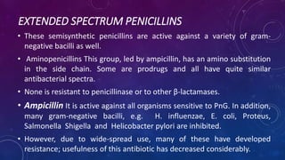 EXTENDED SPECTRUM PENICILLINS
• These semisynthetic penicillins are active against a variety of gram-
negative bacilli as well.
• Aminopenicillins This group, led by ampicillin, has an amino substitution
in the side chain. Some are prodrugs and all have quite similar
antibacterial spectra.
• None is resistant to penicillinase or to other β-lactamases.
• Ampicillin It is active against all organisms sensitive to PnG. In addition,
many gram-negative bacilli, e.g. H. influenzae, E. coli, Proteus,
Salmonella Shigella and Helicobacter pylori are inhibited.
• However, due to wide-spread use, many of these have developed
resistance; usefulness of this antibiotic has decreased considerably.
 