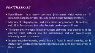 PENICILLINASE
• Penicillinase It is a narrow spectrum β-lactamase which opens the β-
lactam ring and inactivates PnG and some closely related congeners.
• Majority of Staphylococci and some strains of gonococci, B. subtilis, E.
coli, H. influenzae and few other bacteria produce penicillinase.
• The gram-positive penicillinase producers elaborate large quantities of the
enzyme which diffuses into the surroundings and can protect other
inherently sensitive bacteria.
• In gram-negative bacteria, penicillinase is found in small quantity, but is
strategically located inbetween the lipoprotein and peptidoglycan layers of
the cell wall.
 