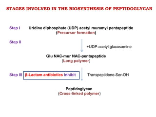 Step I Uridine diphosphate (UDP) acetyl muramyl pentapeptide
(Precursor formation)
Step II
+UDP-acetyl glucosamine
Glu NAC-mur NAC-pentapeptide
(Long polymer)
Step III Transpeptidone-Ser-OH
Peptidoglycan
(Cross-linked polymer)
STAGES INVOLVED IN THE BIOSYNTHESIS OF PEPTIDOGLYCAN
β-Lactam antibiotics Inhibit
 