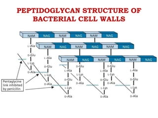 PEPTIDOGLYCAN STRUCTURE OF
BACTERIAL CELL WALLS
 