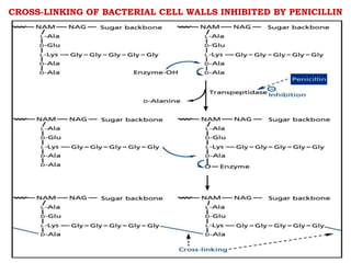 CROSS-LINKING OF BACTERIAL CELL WALLS INHIBITED BY PENICILLIN
 