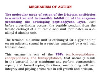 MECHANISM OF ACTION
The molecular mode of action of the β-lactam antibiotics
is a selective and irreversible inhibition of the enzymes
processing the developing peptidoglycan layer. Just
before cross-linking occurs, the peptide pendant from the
lactate carboxyl of a muramic acid unit terminates in a d-
alanyl-d-alanine unit.
The terminal d-alanine unit is exchanged for a glycine unit
on an adjacent strand in a reaction catalyzed by a cell wall
transamidase.
This enzyme is one of the PBPs (carboxypeptidases,
endopeptidases, and transpeptidases) that normally reside
in the bacterial inner membrane and perform construction,
repair, and housekeeping functions, maintaining cell wall
integrity and playing a vital role in cell growth and division.
 