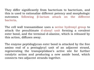 They differ significantly from bacterium to bacterium, and
this is used to rationalize different potency and morphologic
outcomes following β-lactam attack on the different
bacteria.
The cell wall transamidase uses a serine hydroxyl group to
attack the penultimate d-alanyl unit forming a covalent
ester bond, and the terminal d-alanine, which is released by
this action, diffuses away.
The enzyme peptidoglycan ester bond is attacked by the free
amino end of a pentaglycyl unit of an adjacent strand,
regenerating the transpeptidase’s active site for further
catalytic action and producing a new amide bond, which
connects two adjacent strands together.
 