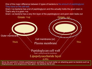 Plasma membrane
Peptidoglycan cell wall
(rigid coating around the membrane)
Lipopolysaccharide layer
(LPS)
Gram +ve Gram –ve
Thick Thin
One of the major difference between 2 types of bacteria is the amount of peptidoglycon
They have on the cell wall.
Gram +ve bacteria has a lot of peptidoglycon and this actually holds the gram stain in
That’s why it is gram +ve.
Gram –ve bacteria has a very thin layer of the peptidoglycon and gram stain leaks out
Cell membrane (or)
Outer membrane
Since the penicillin's inhibits peptidoglycon synthesis it is much better an attacking gram+ve bacteria such as
Staphylococci, and streptococci than gram –Ve bacteria like E-coli.
 