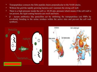  Transpeptidase connects the little peptide chains perpendicular to the NAM chains.Transpeptidase connects the little peptide chains perpendicular to the NAM chains.
 Without the grid the rapidly growing bacteria can’t maintain the strong cell wall.Without the grid the rapidly growing bacteria can’t maintain the strong cell wall.
 There is a high pressure inside the cell i.e. 10-20 atm. pressure which means if the cell wall isThere is a high pressure inside the cell i.e. 10-20 atm. pressure which means if the cell wall is
not present, the rigid coating bacteria can swell and burst.not present, the rigid coating bacteria can swell and burst.
 β – lactam antibiotics like penicillins act by inhibiting the transpeptidase (or) PBPs byβ – lactam antibiotics like penicillins act by inhibiting the transpeptidase (or) PBPs by
covalently bonding to the serine residues within the active sites and prevent the cell wallcovalently bonding to the serine residues within the active sites and prevent the cell wall
synthesis.synthesis.
 