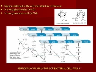  Sugars contained in the cell wall structure of bacteria.Sugars contained in the cell wall structure of bacteria.
 N-acetylglucosamine (NAG)N-acetylglucosamine (NAG)
 N- acetylmuramic acid (NAM)N- acetylmuramic acid (NAM)
PEPTIDOGLYCAN STRUCTURE OF BACTERIAL CELL WALLS
 