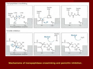 Mechanisms of transpeptidase crosslinking and penicillin inhibition.
 