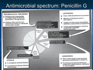 Antimicrobial spectrum: Penicillin G

 