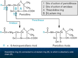 thiazolidine ring (A) connected to a b-lactam ring (B), to which is attached a side
chain (R).

 