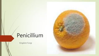 Penicillium
Kingdom Fungi
 
