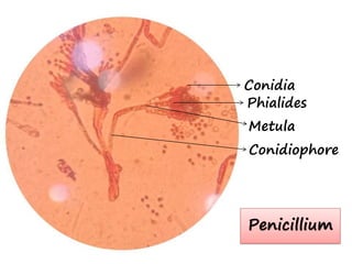 Conidia
Phialides
Metula
Conidiophore
Penicillium
 