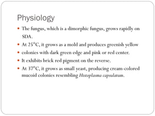 Physiology
 The fungus, which is a dimorphic fungus, grows rapidly on
SDA.
 At 25°C, it grows as a mold and produces greenish yellow
 colonies with dark green edge and pink or red center.
 It exhibits brick red pigment on the reverse.
 At 37°C, it grows as small yeast, producing cream-colored
mucoid colonies resembling Histoplasma capsulatum.
 