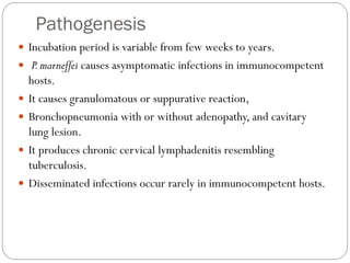 Pathogenesis
 Incubation period is variable from few weeks to years.
 P.marneffei causes asymptomatic infections in immunocompetent
hosts.
 It causes granulomatous or suppurative reaction,
 Bronchopneumonia with or without adenopathy, and cavitary
lung lesion.
 It produces chronic cervical lymphadenitis resembling
tuberculosis.
 Disseminated infections occur rarely in immunocompetent hosts.
 